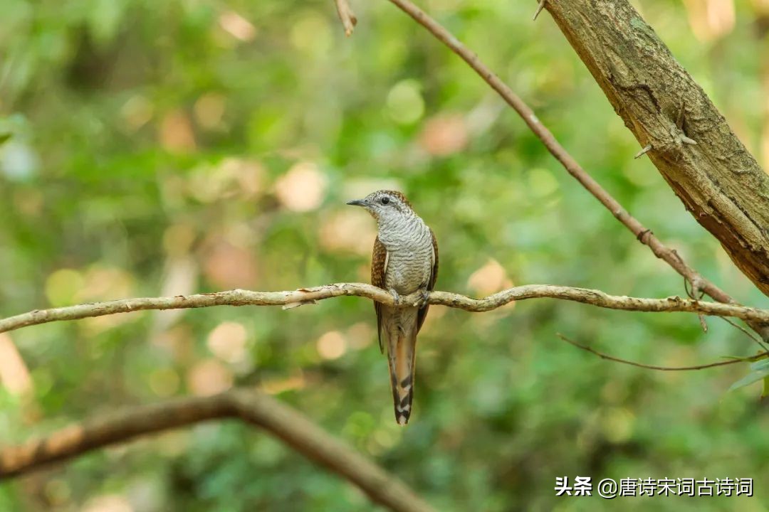 布谷声声催麦熟诗词,布谷催麦熟