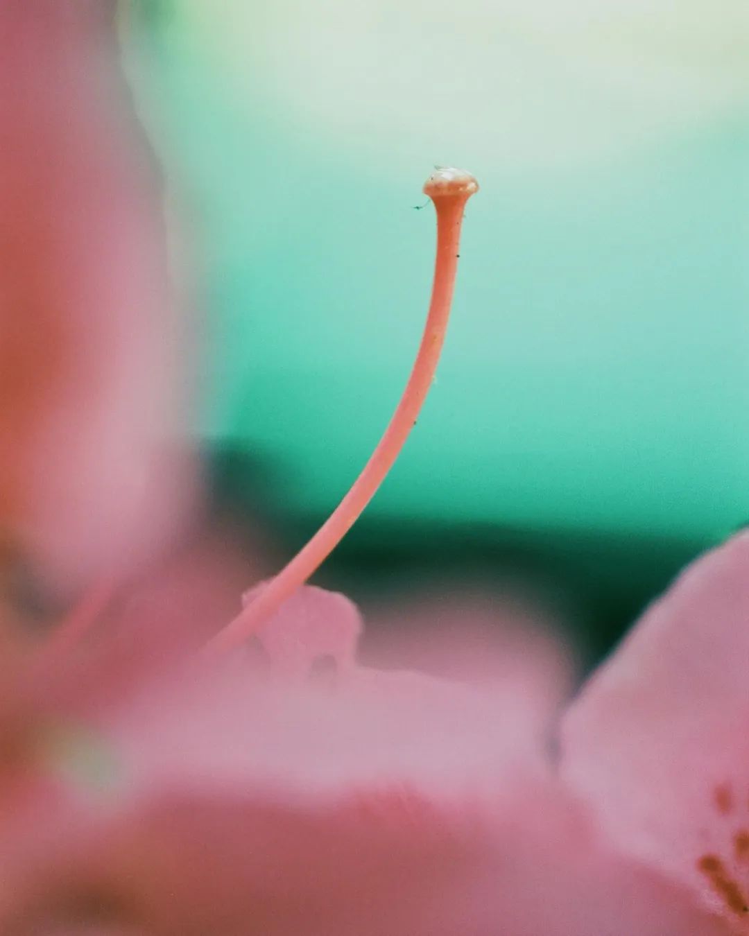 她拍的花，也太好看了