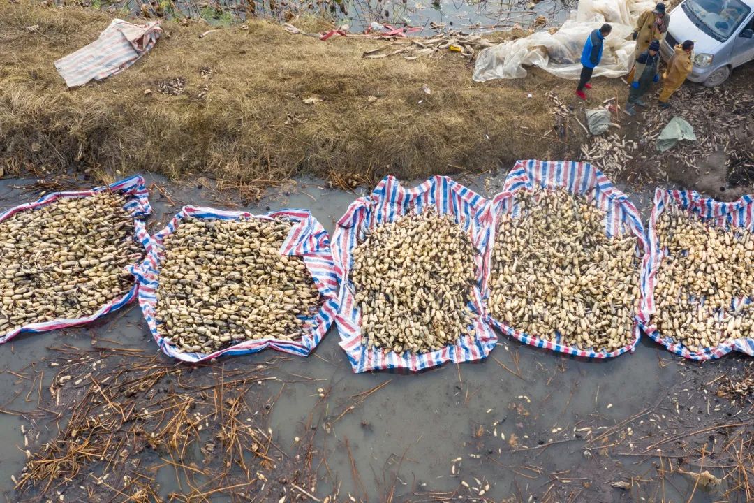 迎接党的20大美术作品,喜迎二十大乡村摄影展