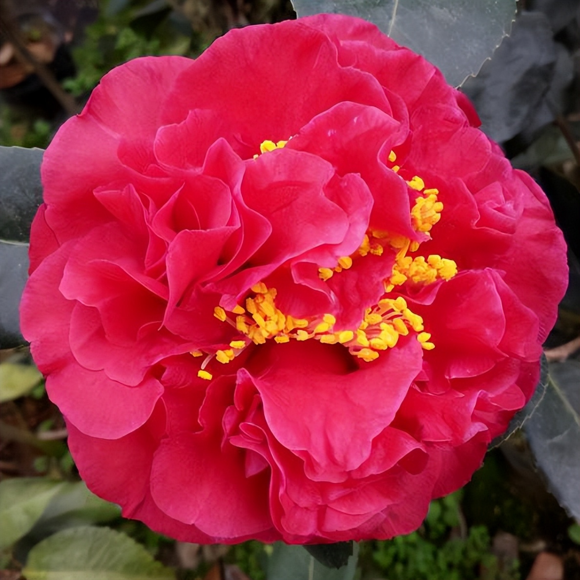 金弹子公母果有区别吗,金弹子分公母树