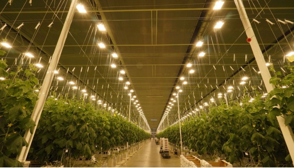 日光温室番茄栽培技术要点,温室种植番茄灌溉方式