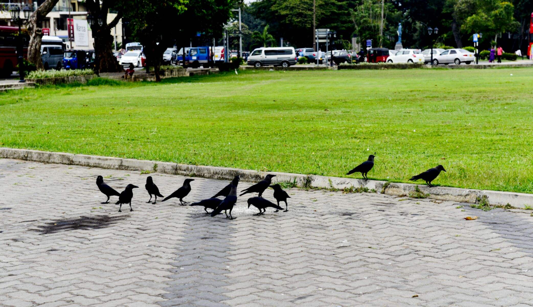 “斯里兰卡”现状,带你看看一个真实的南亚岛国锡兰