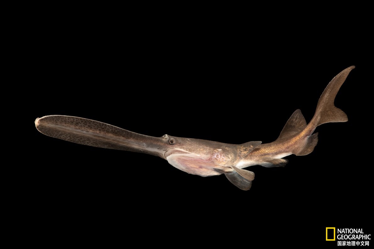 美国最神秘的物种,美国独有物种