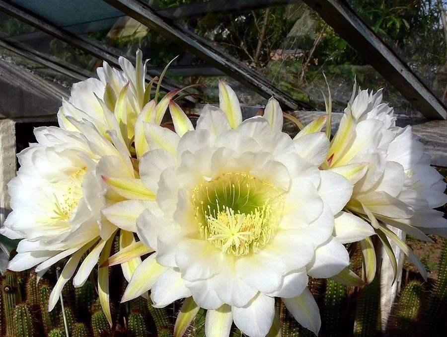 200种·仙人球开花图鉴，大开眼界，美到爆