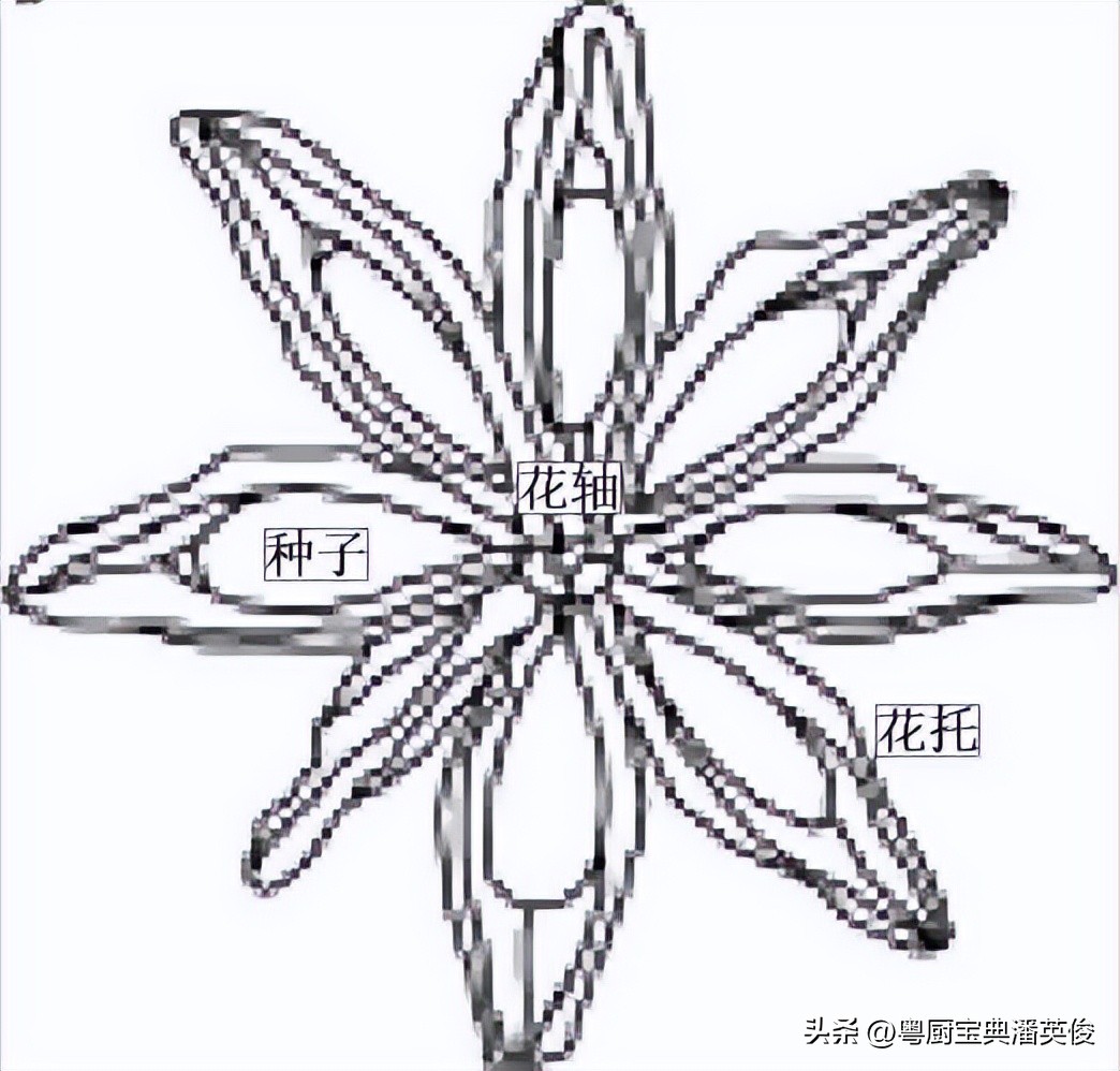 香料知识：八角因形状而得名，原称舶茴香，菜肴及卤味增香的法宝