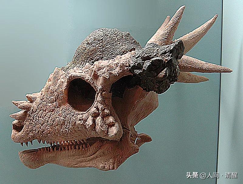 游星方舟奇怪的恐龙,世界上最奇葩的恐龙是什么恐龙