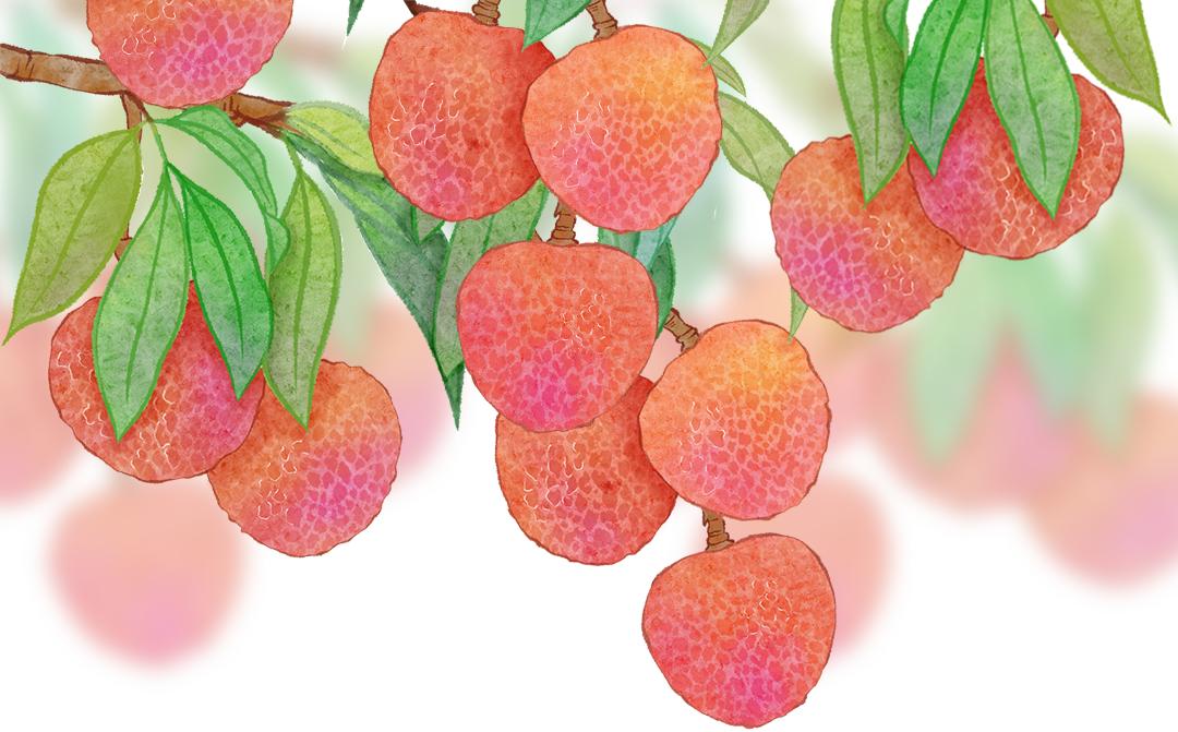 端午假期光明活动超精彩！音乐live、摘荔枝、包粽子……等你解锁！