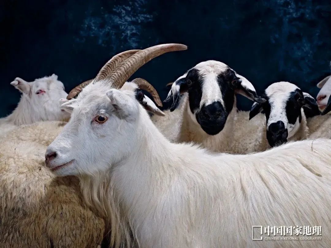 如何辨别羊肉卷是纯的羊肉,冻羊肉卷是怎么卷成的