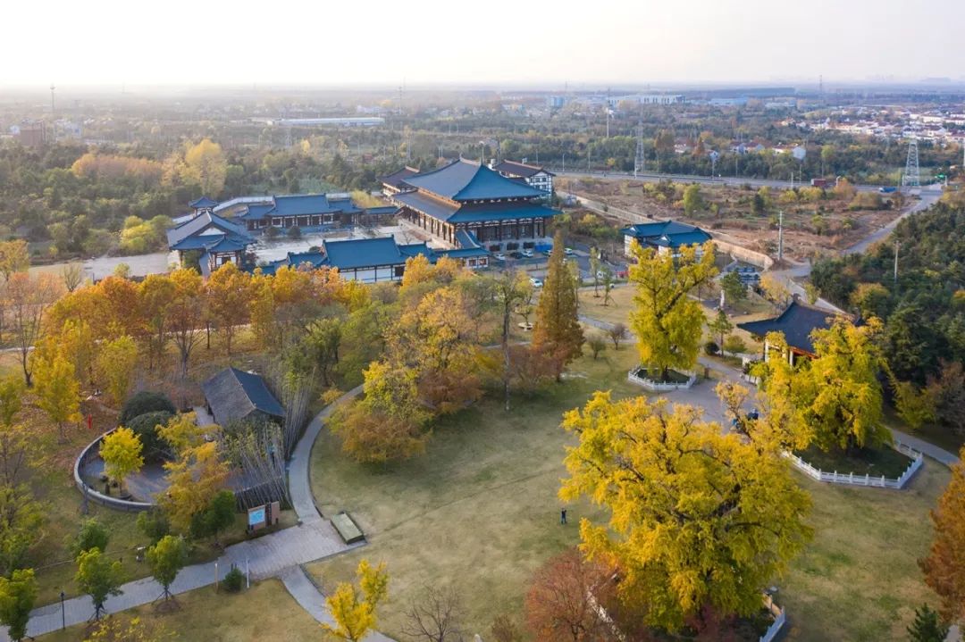 每一片银杏都不会辜负秋天,银杏从来不负秋原唱