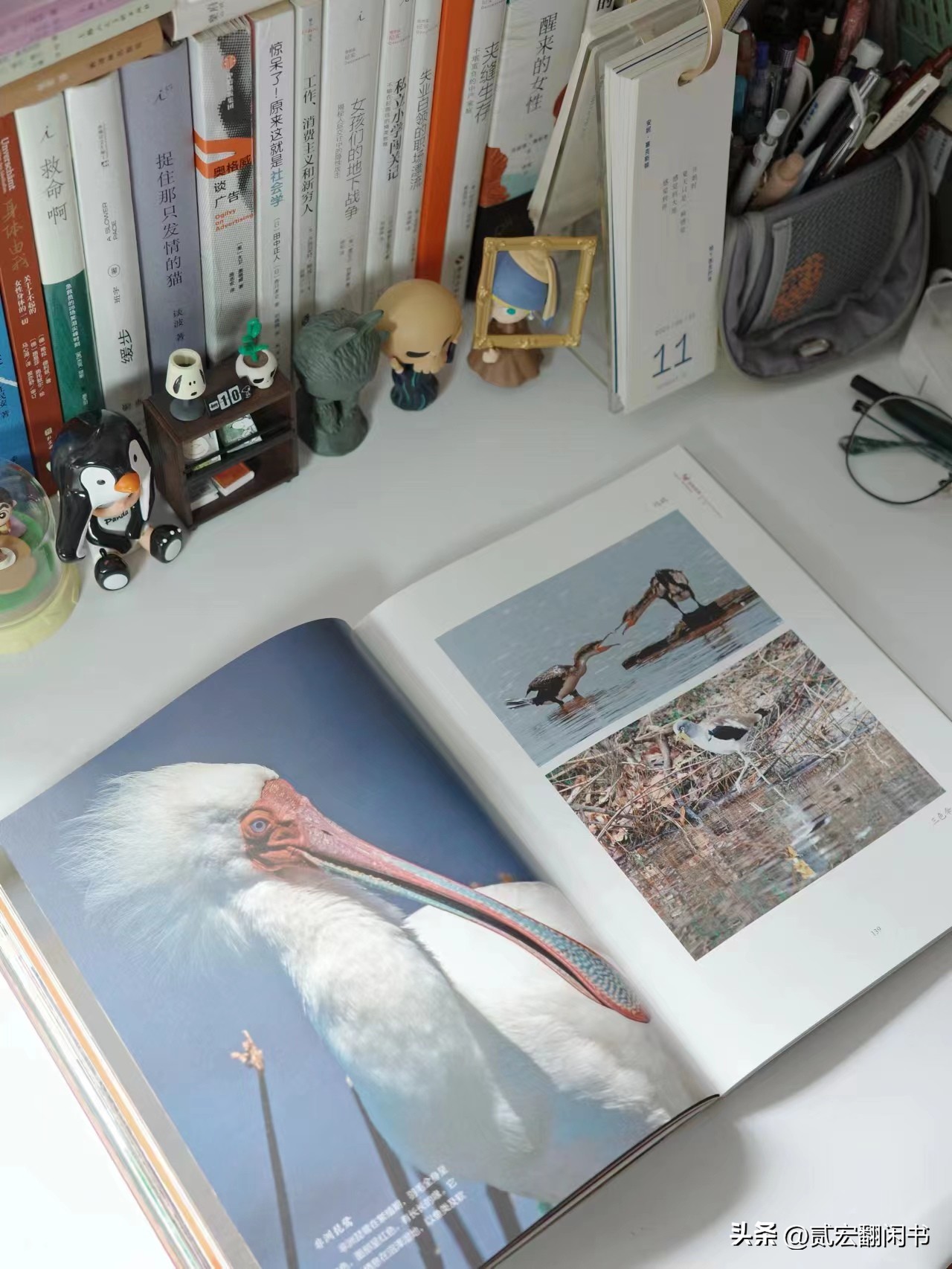 好想去非洲看动物大迁徙呀!先靠这书解馋吧