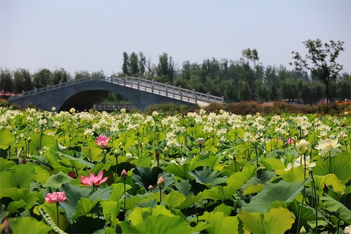 郑州赏荷,郑州赏荷最佳路线图