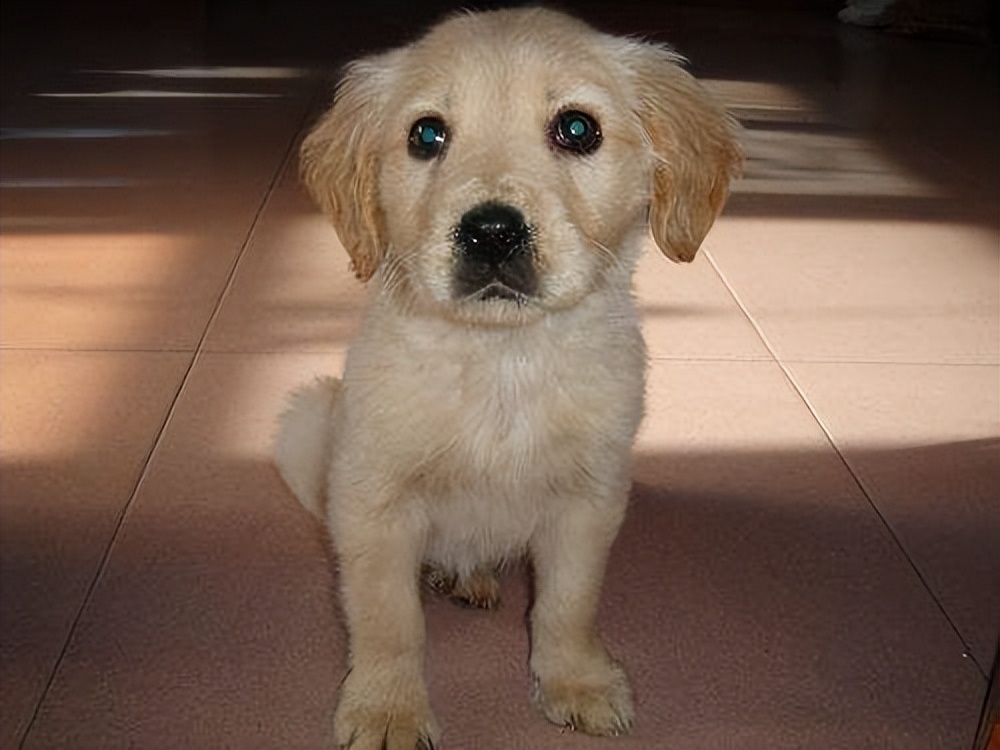 金毛小狗的饲养技术,小太阳金毛饲养教程