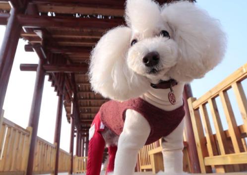 贵宾犬吃什么牌子的狗粮能去泪痕,贵宾犬和马尔泰哪个容易有泪痕