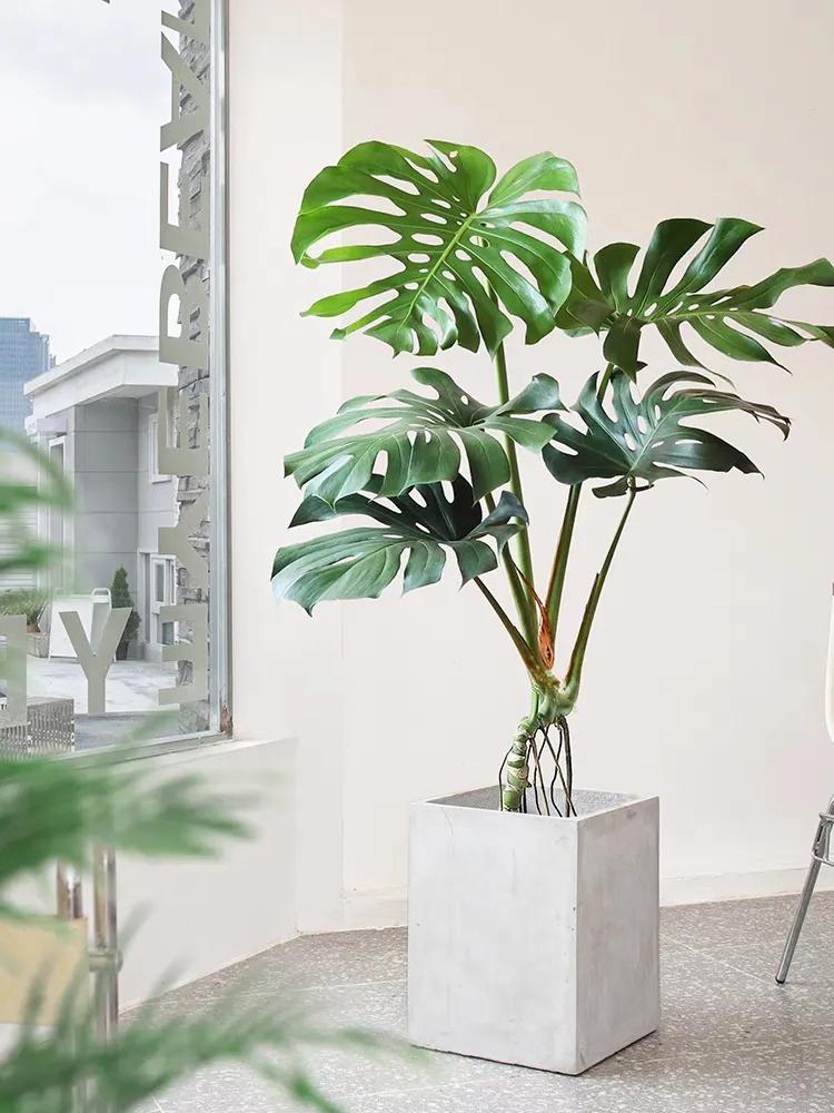 最好养的客厅一对大盆绿植,适合客厅养的十款大盆绿植