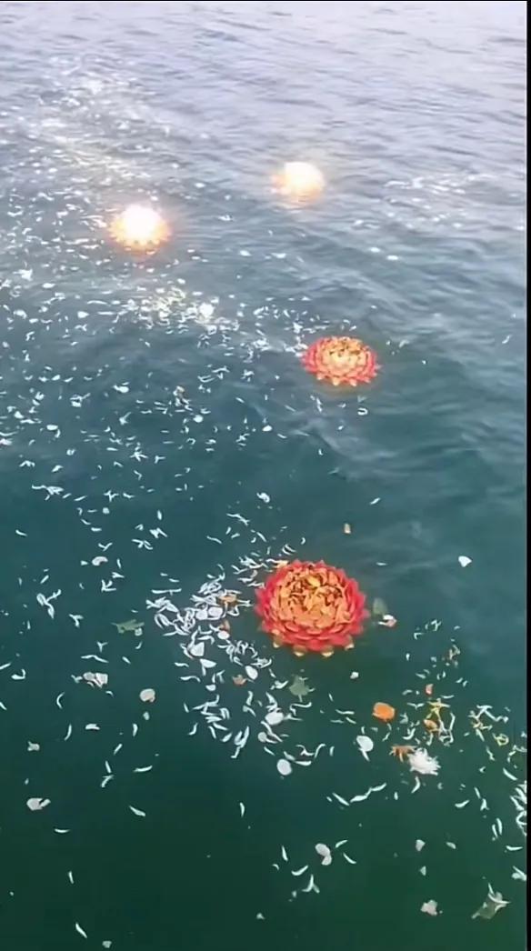 大连棒棰岛海鸥图片,大连棒棰岛有海鸥么