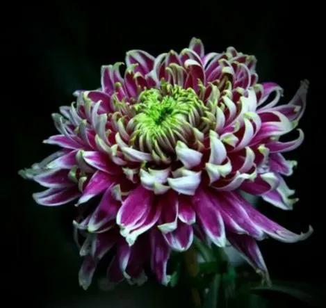 观赏鲜菊花,中华菊花欣赏