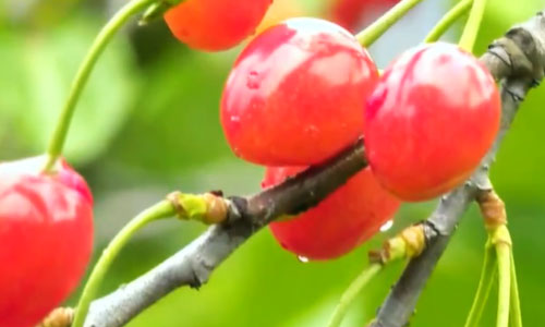 樱桃病虫害防治及管理专家,樱桃病虫害周年管理技术讲解