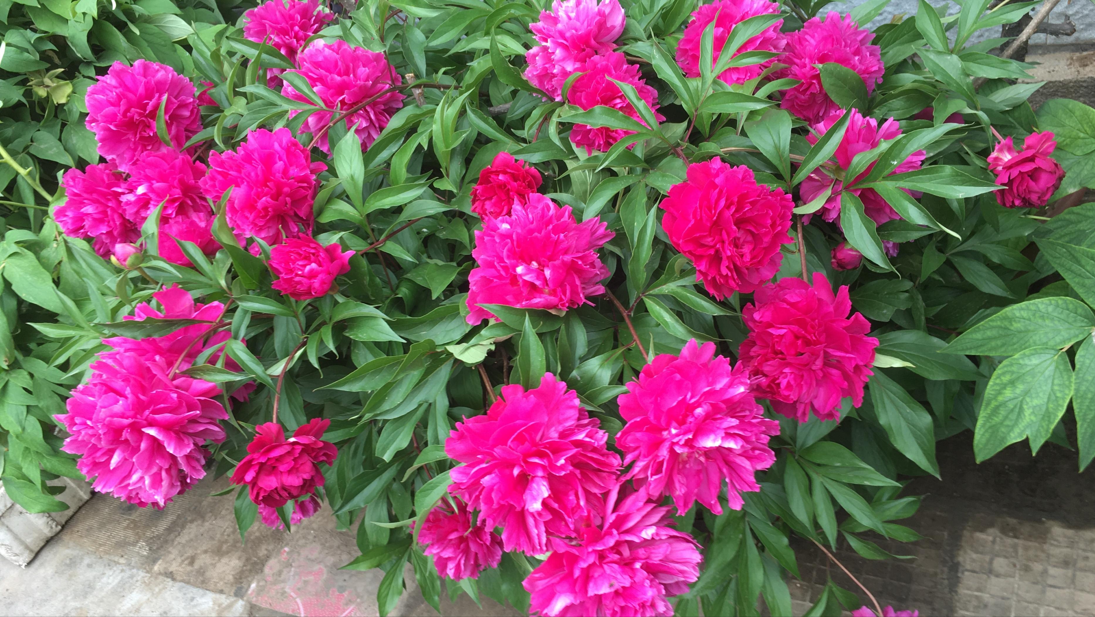 华为手机卡顿解决方法视频,刚发布的视频卡顿如何解决