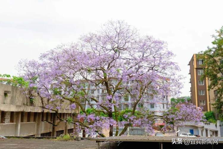 泸州蓝花楹打卡地,蓝花楹打卡点照片