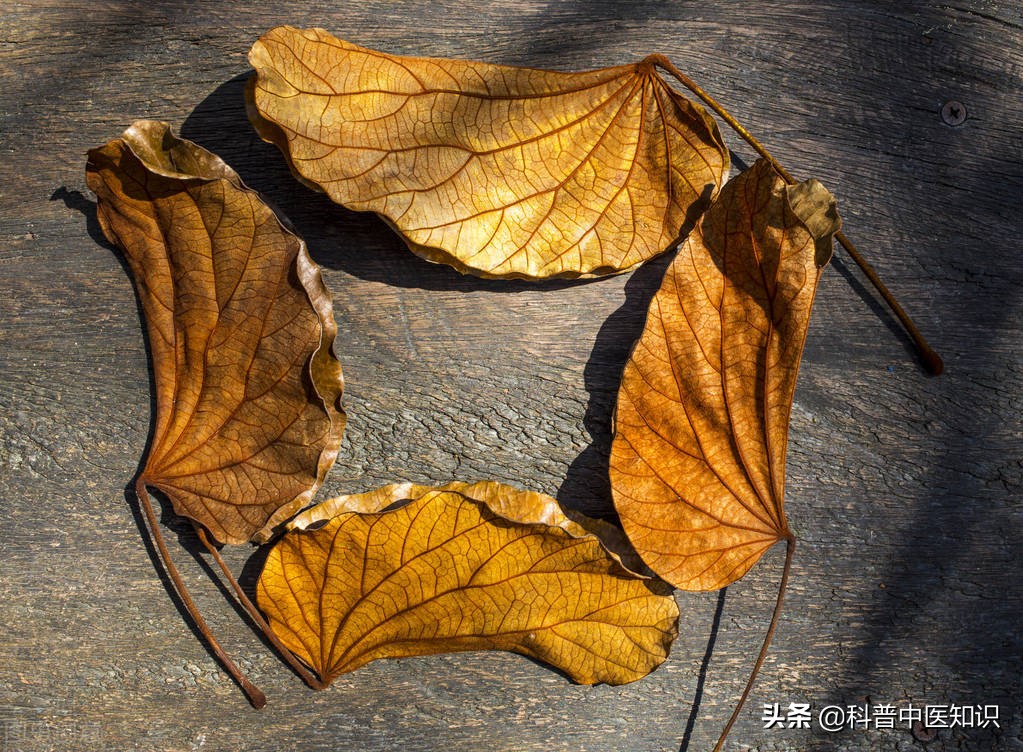 中国发现新冠治疗新药千金藤素,我国发现治疗新冠新药千金藤图片