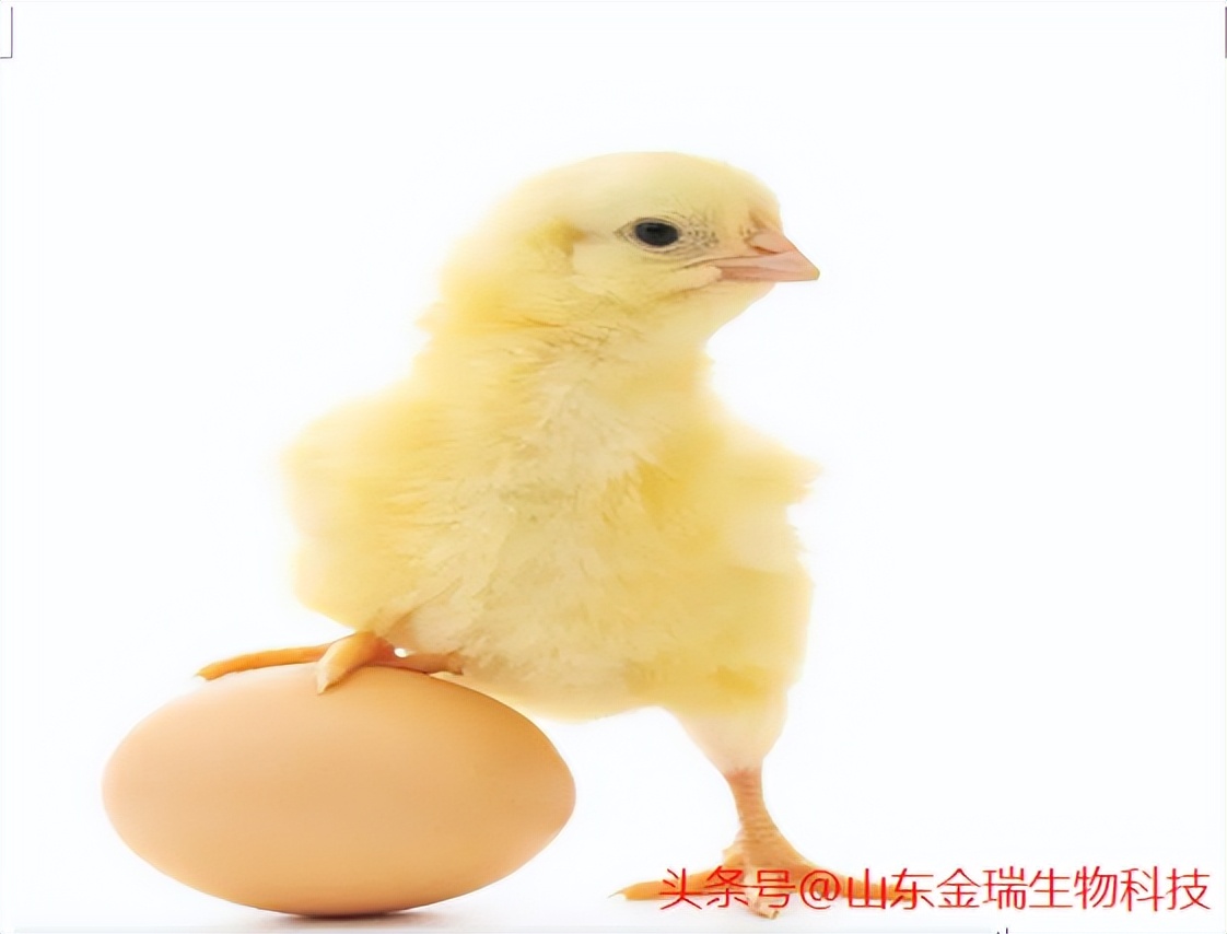 鸡下小蛋是什么原因,蛋鸡为什么下蛋小