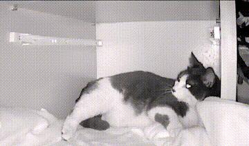 一只小流浪猫一直在小区门口,门口突然来了一只猫不停的叫