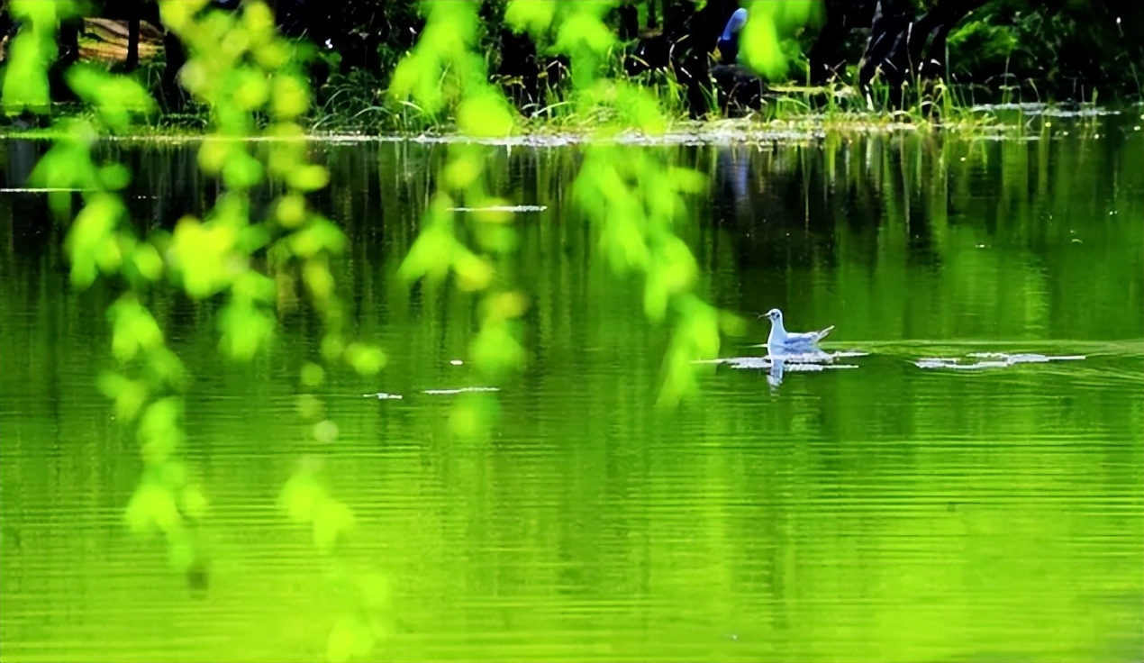 描写春末初夏的古诗词,初夏风光的诗句有哪些