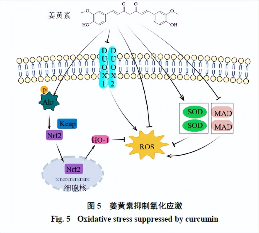 姜黄素抗肺纤维化,姜黄素抗肿瘤活性研究背景及意义