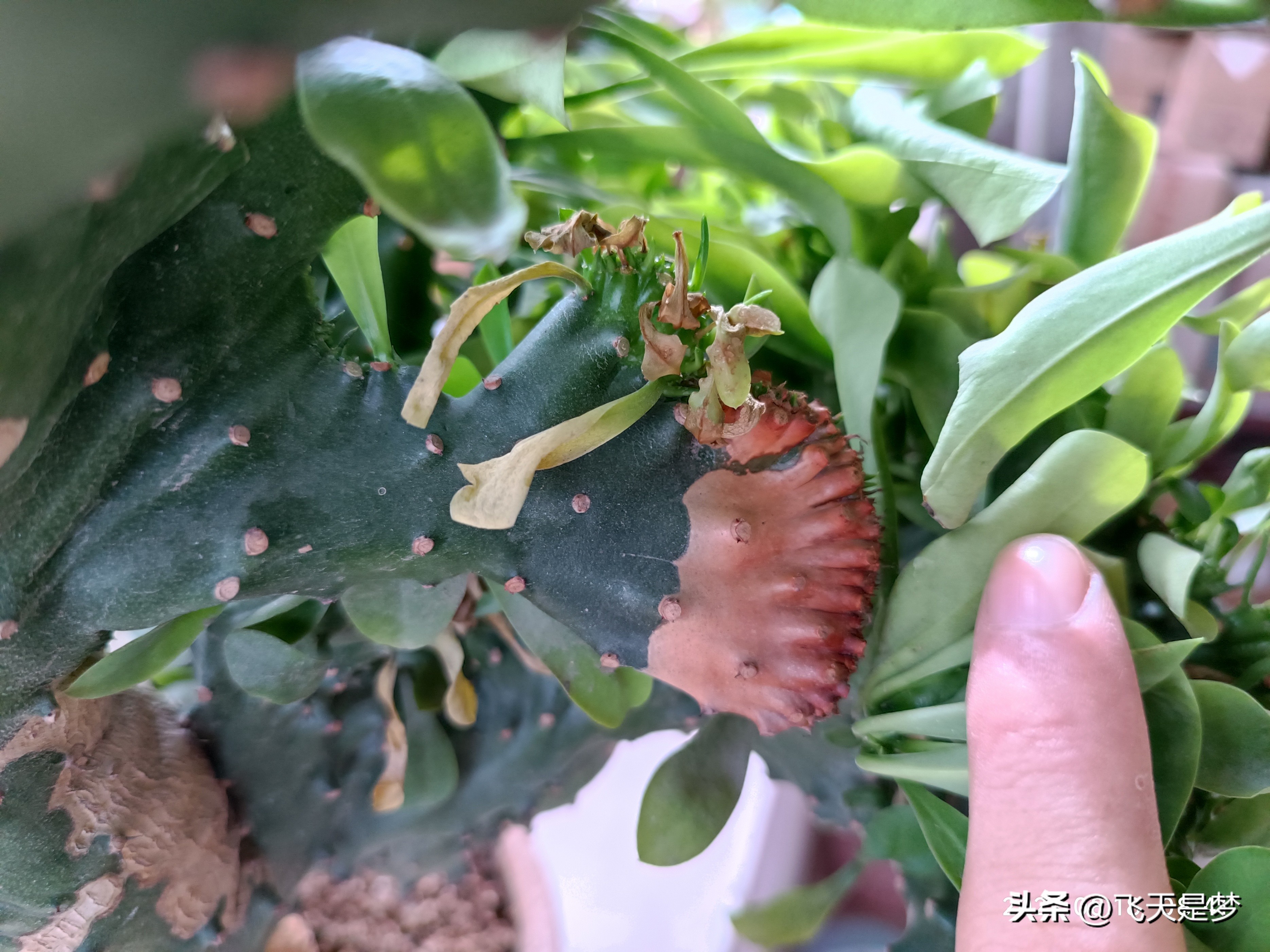 玉麒麟树的养护,玉麒麟好养吗