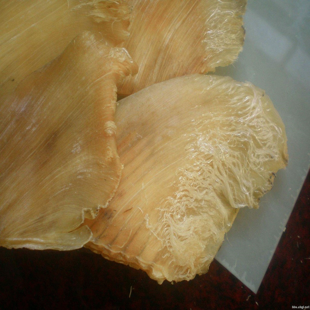 被割掉鱼翅的鲨鱼视频,鲨鱼割掉鱼翅还能活吗视频讲解