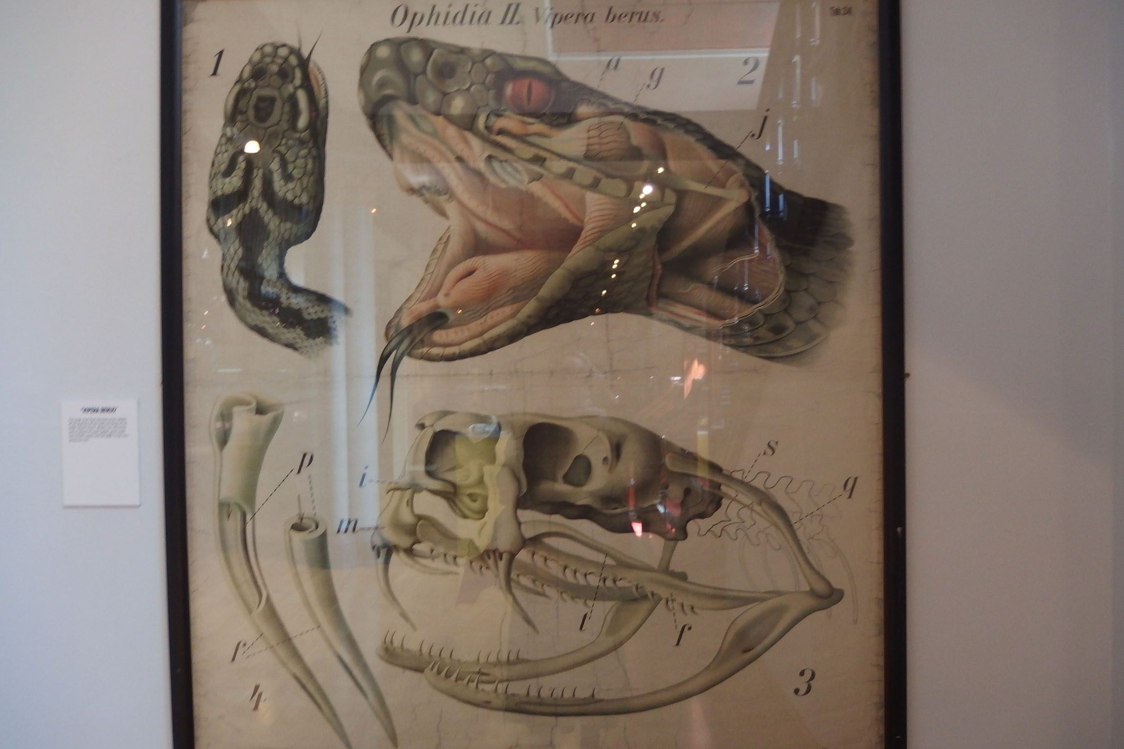 美一男子斩下蛇头,十分钟后险些被蛇头咬死,蛇头为何能僵而不死