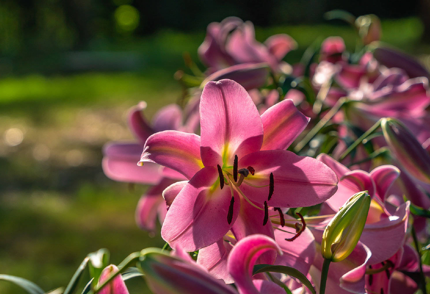 冬季盆栽百合花开完怎么处理,百合花种球冬季种植方法