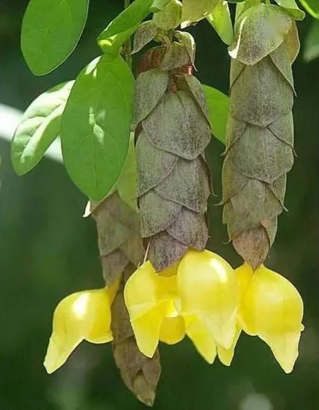 罕见漂亮的鲜花,全球最漂亮的鲜花