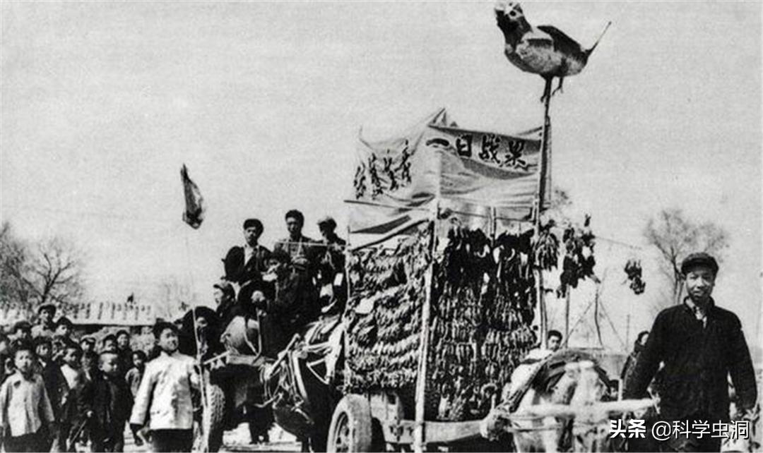 中国本土麻雀是啥样的,外国麻雀来源于哪