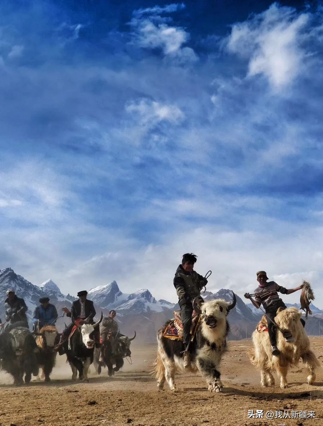 骑着牛叼羊的在*疆新**也就……