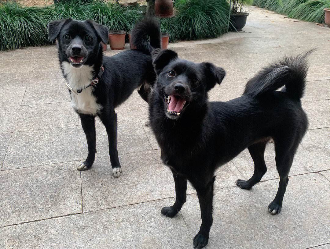 土狗和宠物狗到底有什么区别,土狗和宠物狗的区别