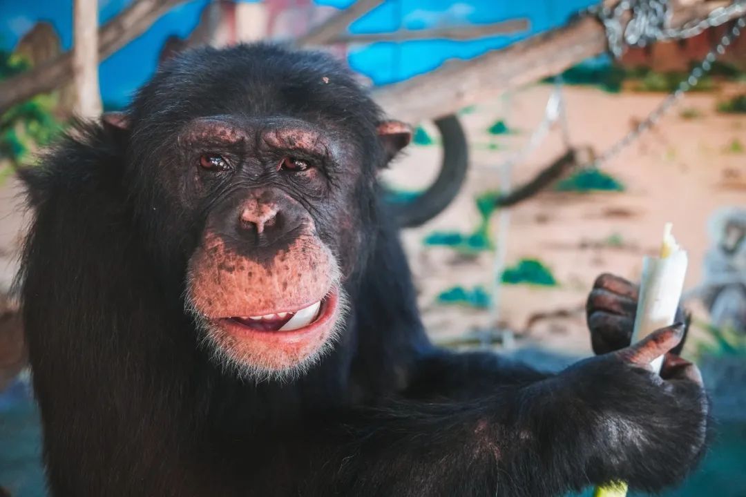 为什么叫山东大葱,为什么大葱用葱白不用葱绿