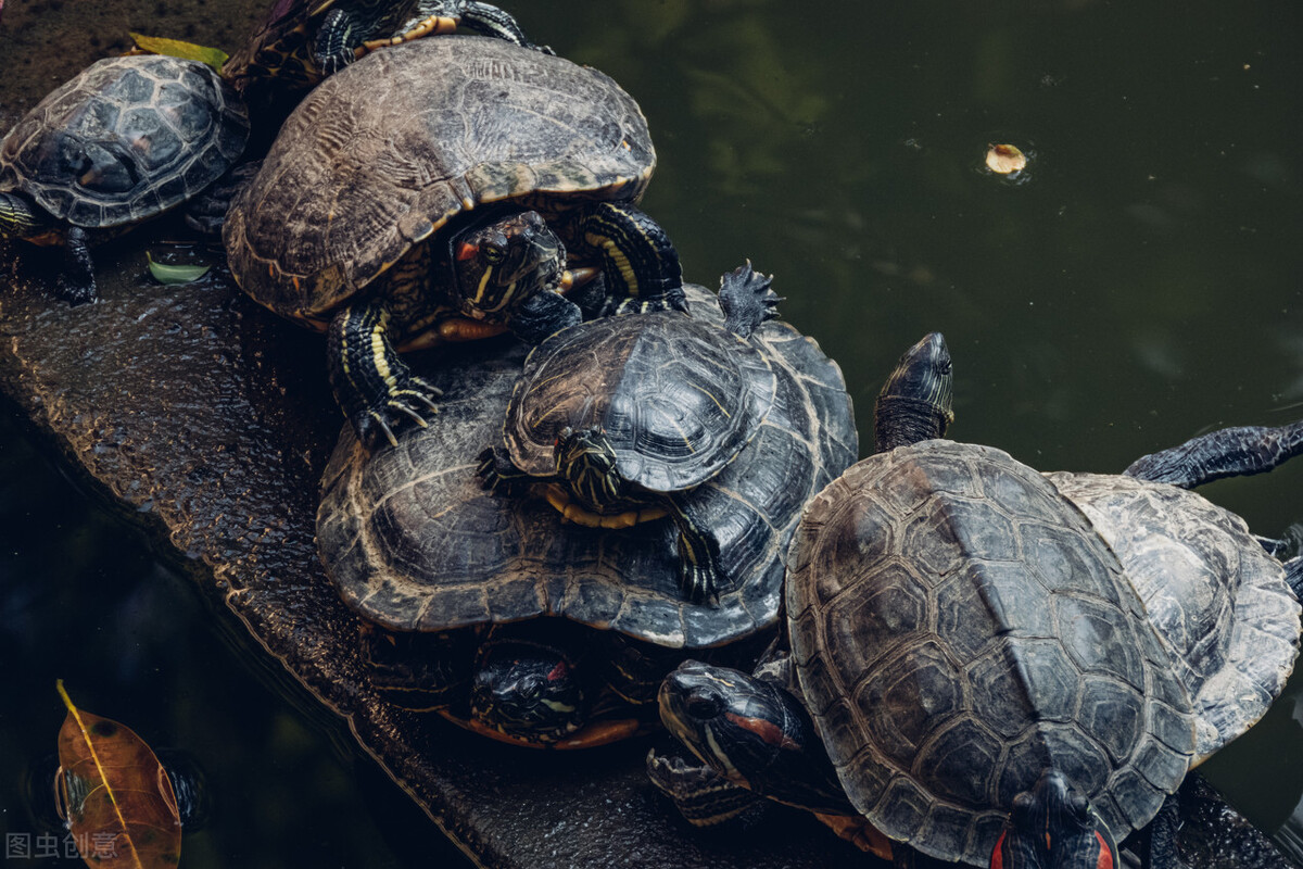 巴西龟老张嘴是什么原因,巴西龟为什么冬天朝人张嘴