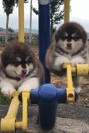 巴哥幼犬晚上一直叫怎么办,萨摩耶幼犬晚上一直叫怎么办