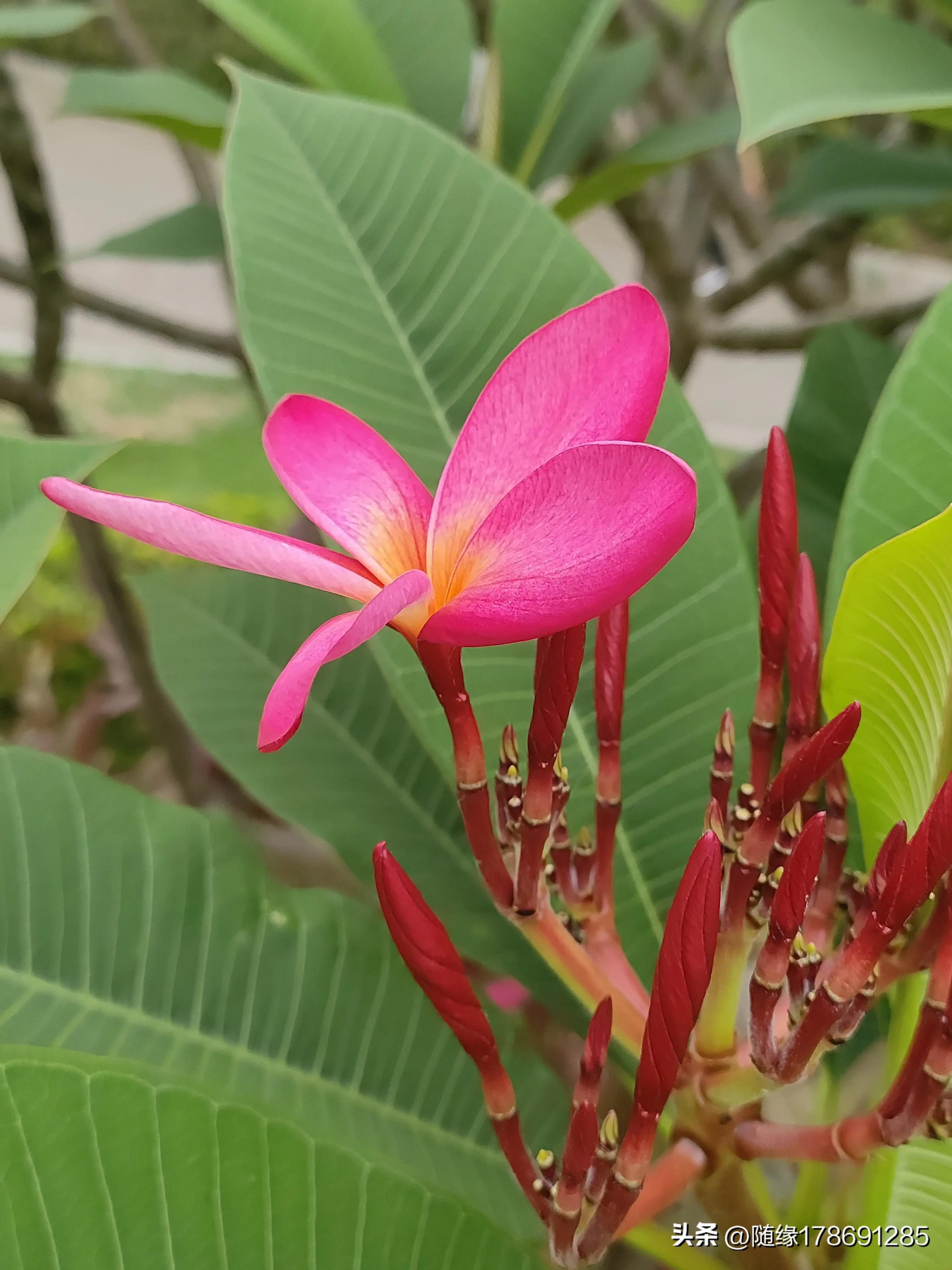 鸡蛋花开,又到了鸡蛋花开的季节