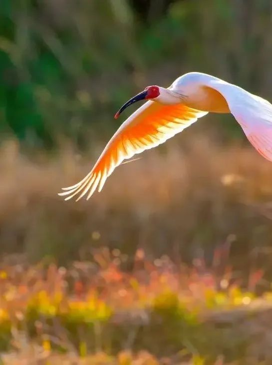 新县三日游攻略,罗山县一日游最佳去处