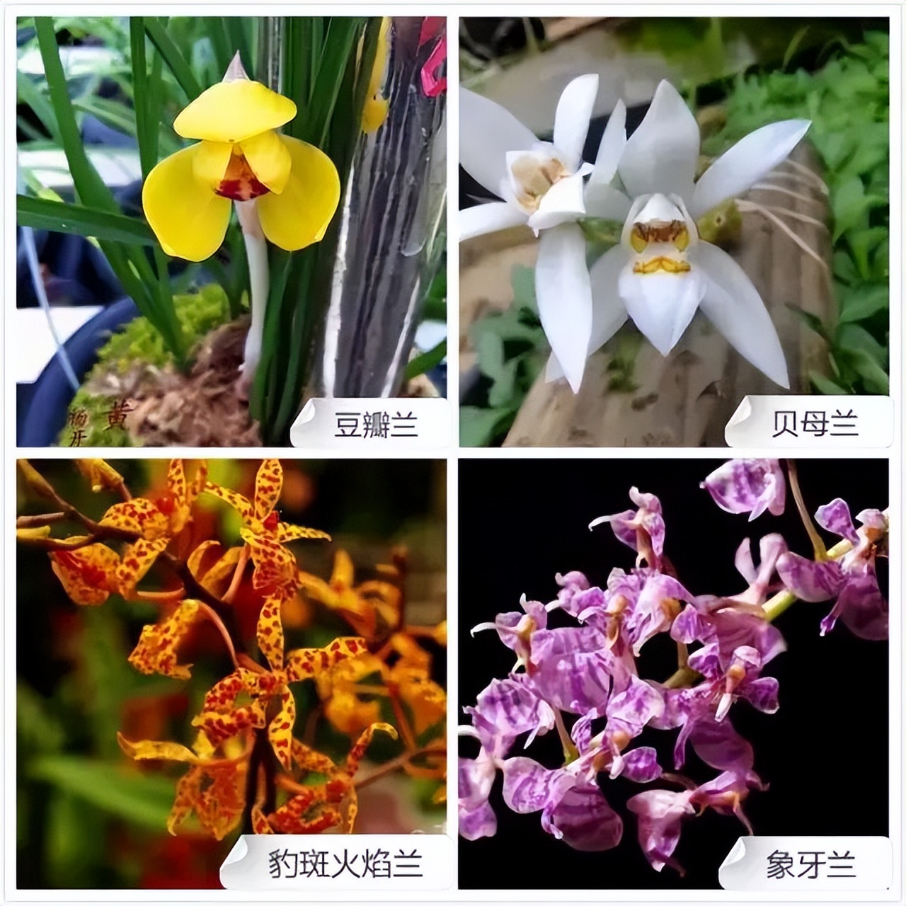 常见兰花品种图片名称及介绍大全,各种兰花品种名称及图片大全