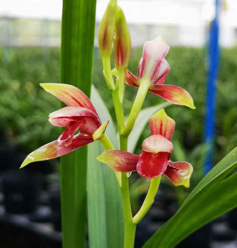 养兰怎么解决湿度问题,养兰诀窍