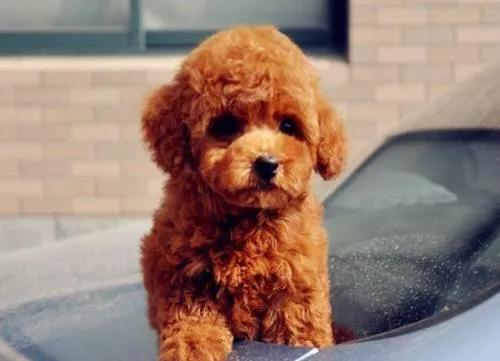 撕裂般的痛楚，一只狗的离去，它用生命教会了我很多