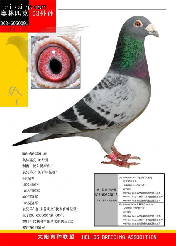 善良比利时莫里斯,比利时速度狂魔