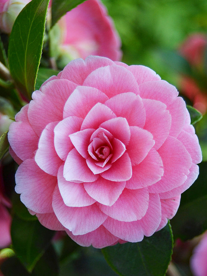 视觉盛宴五种赏花名花供您选择,春天十种最美的花介绍