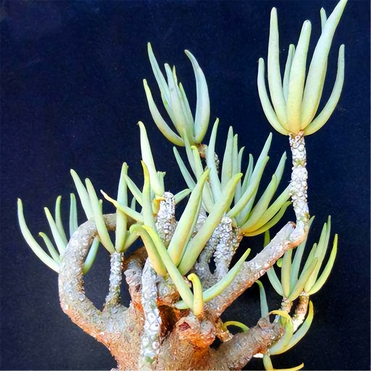 切割6类“多肉”要戴手套，植物汁液“有毒”，容易过敏，小心养