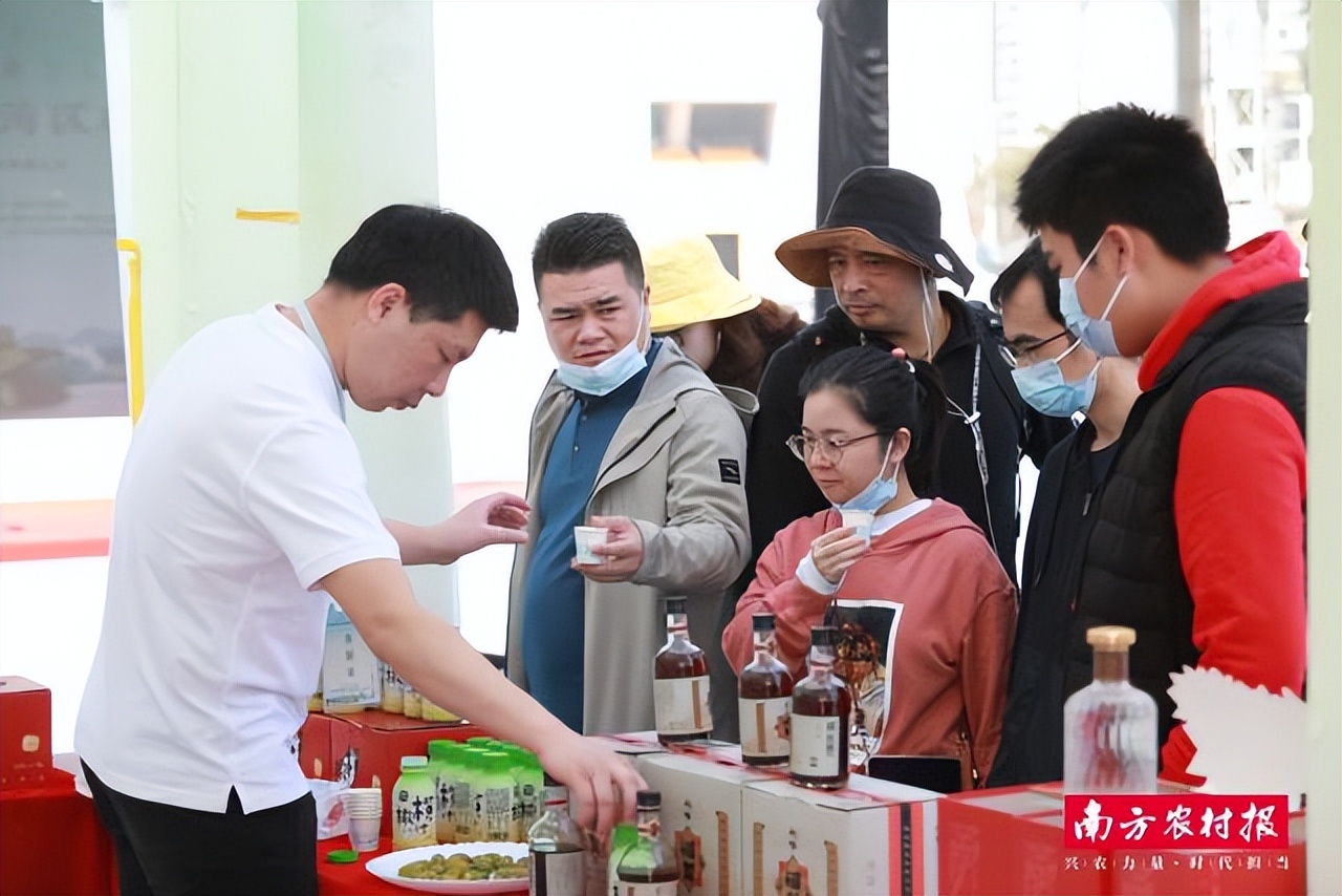 潮州金山橄榄,老树橄榄和潮州橄榄