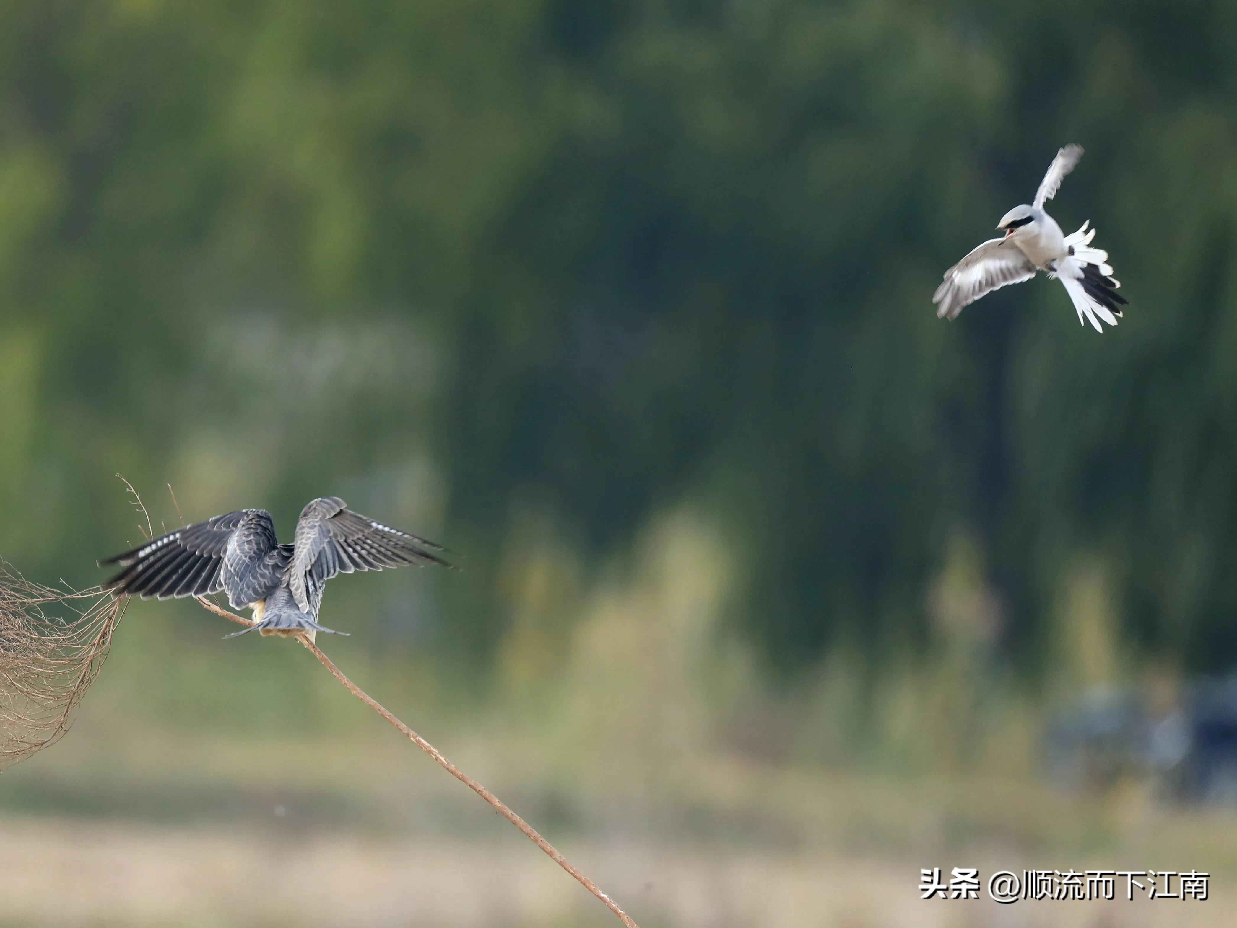 红脚隼叫声,红脚隼
