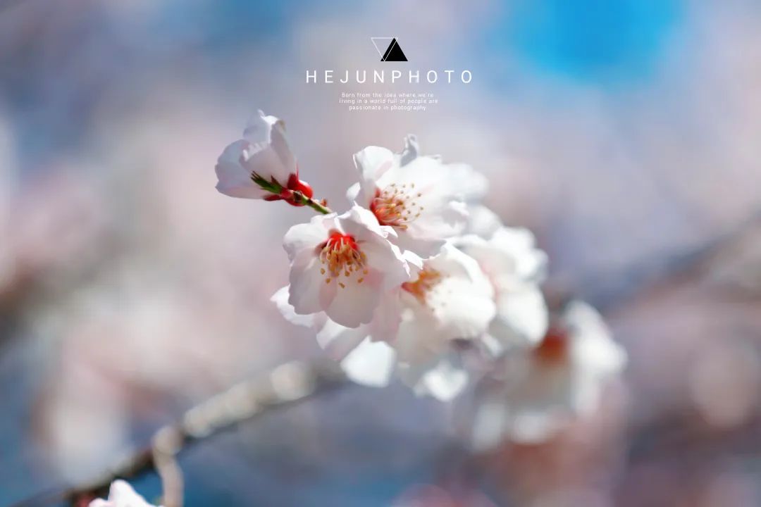 龙泉山看桃花徒步最佳路线,徒步穿越十里桃花漫山遍野